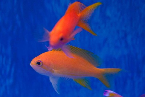 120106Decocean (9 of 23).jpg
