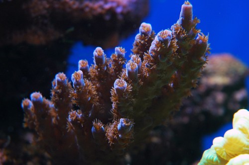 acropora-blue.jpg