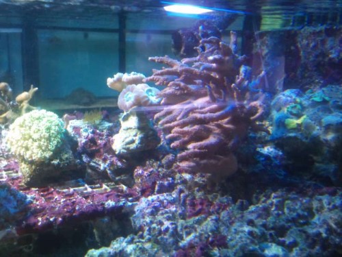 DSC_1324.jpg (57.3 KiB) Vist 3333 gange Koralstatus