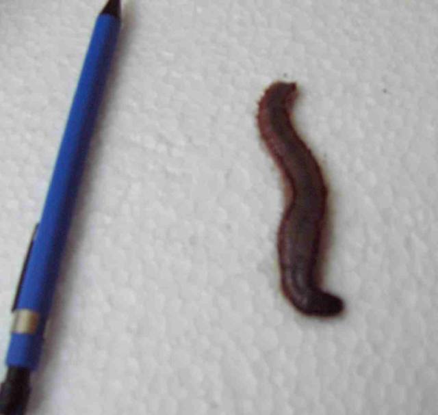 fireworm.jpg