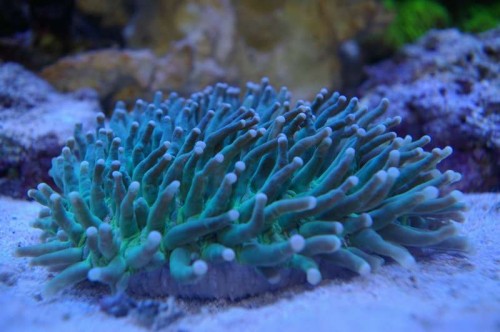 Heliofungia.JPG (41.3 KiB) Vist 2208 gange Heliofungia og Lilla Montipora er flyttet ind i dag