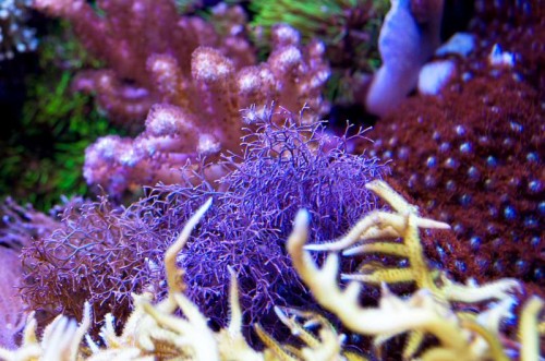 _IGP5550_1.JPG