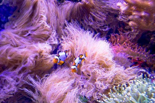 _IGP5603_1.JPG