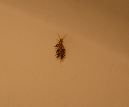 Skadedyr Nudibranch.png