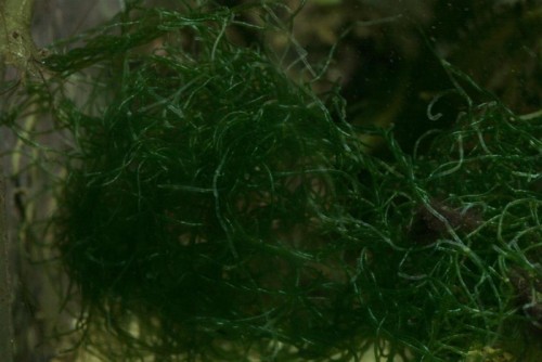 Chaetomorpha