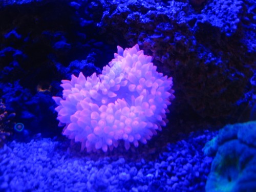 IMG_2583.JPG (172.81 KiB) Vist 15014 gange Bubbel tip