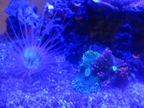 IMG_2584.JPG (181.36 KiB) Vist 15014 gange Cylinder Rose og Ricordea