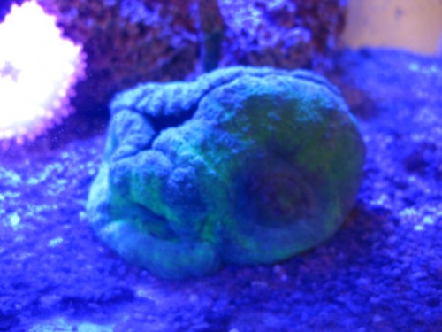 IMG_2585.JPG (144.64 KiB) Vist 15014 gange Lobo