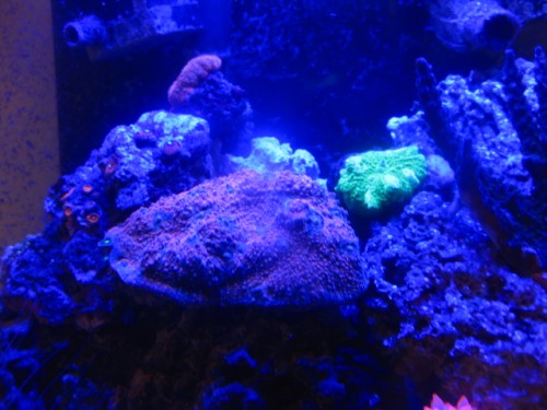 IMG_2586.JPG (191.73 KiB) Vist 15014 gange Echinopora