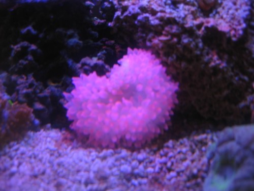 IMG_2591.JPG (130.76 KiB) Vist 15014 gange Bubbel tip