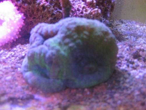 IMG_2592.JPG (135.6 KiB) Vist 15014 gange Lobo