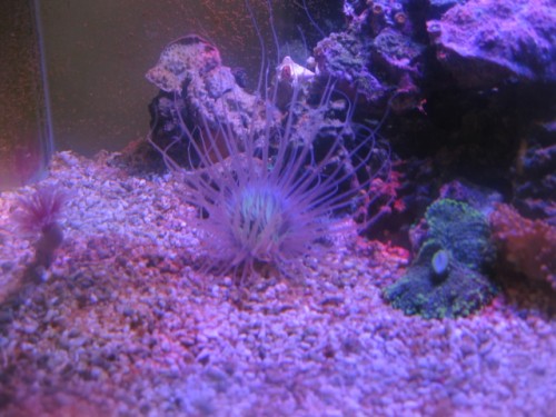 IMG_2593.JPG (190.62 KiB) Vist 15014 gange Cylinder Rose og Ricordea