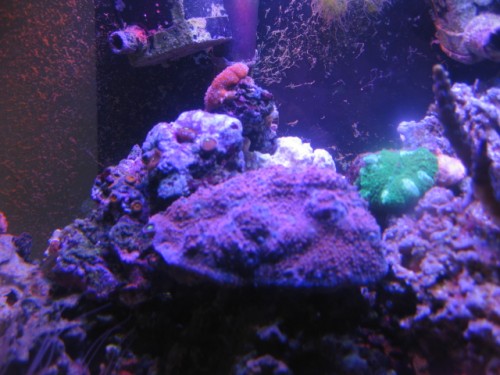 IMG_2594.JPG (194.86 KiB) Vist 15014 gange Echinopora