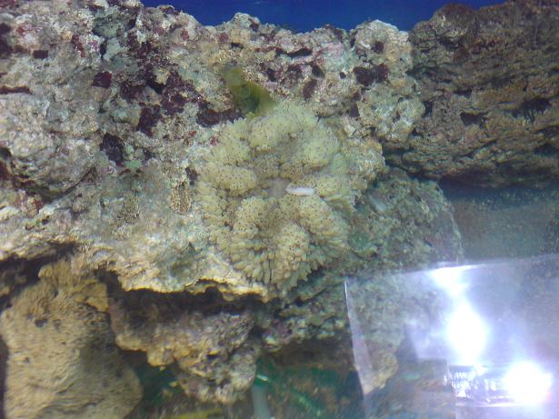 Anemone oppefra