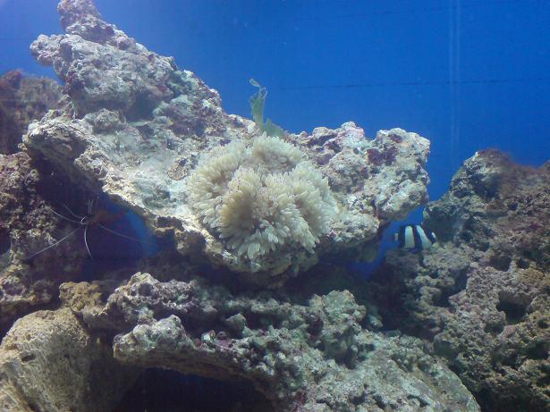 Anemone