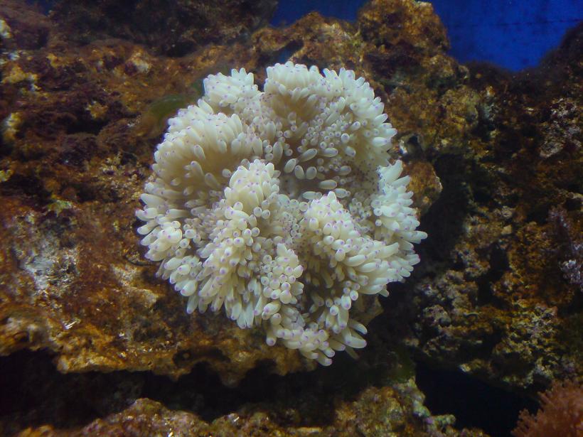 Anemone