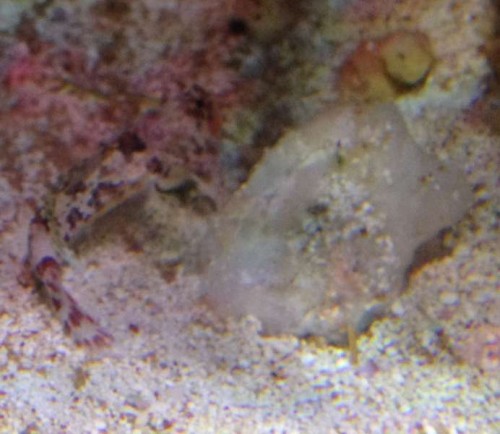 Søanemone 001.jpg