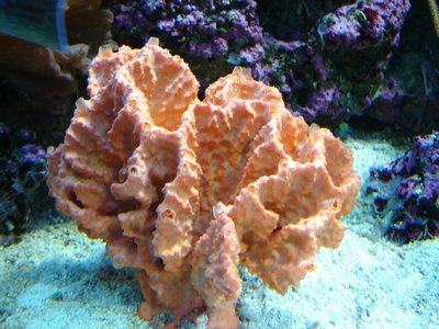 image00009.jpg