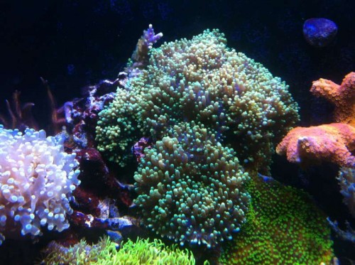 IMG_0059.JPG (73.04 KiB) Vist 3256 gange Her er bæsterne der ønskes fjernet.