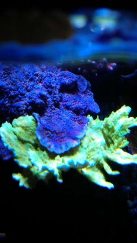 IMAG0163.jpg (22.05 KiB) Vist 5303 gange Den blå plademonti er ikke nær så blå irl, mens den grønne gengives ret tæt på det man ser.