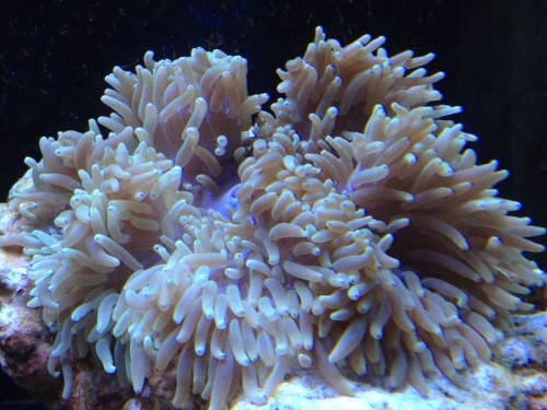 Heteractis magnifica‏.JPG