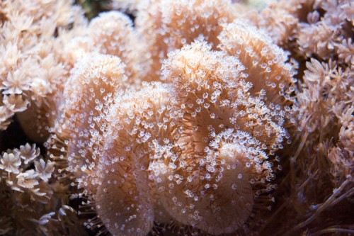 Scarophyton...