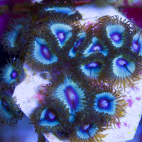 BLue - purple Zoas-2.jpg