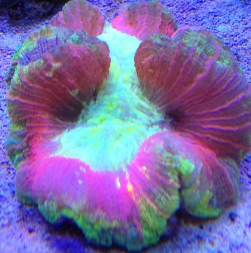 Trachyphyllia 001.jpg