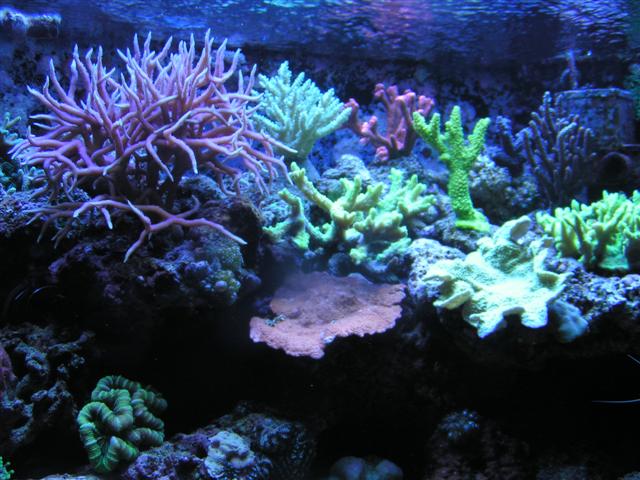 Billede 042 (Small).jpg