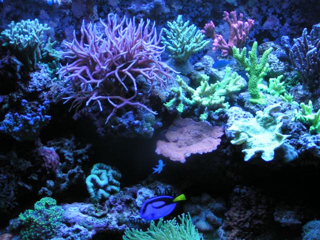 Billede 048 (Small).jpg