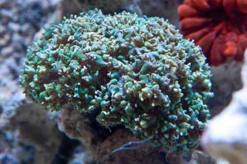 120811 Eget akvarium (11 of 17).jpg