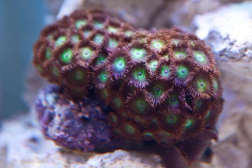 120811 Eget akvarium (9 of 17).jpg