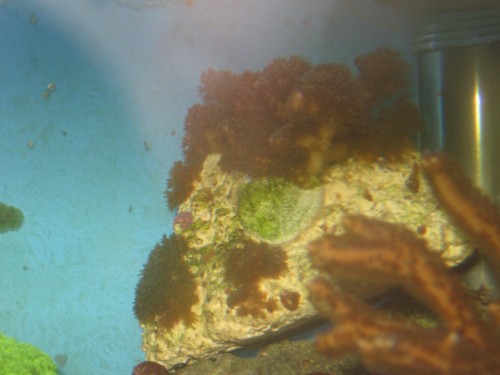 montipora digitata ny.JPG