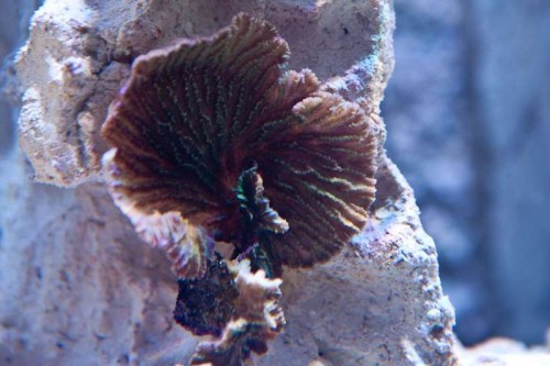 120811 Eget akvarium (8 of 17).jpg