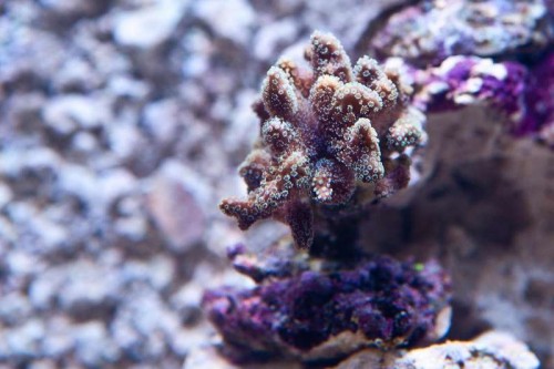 120811 Eget akvarium (7 of 17).jpg
