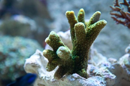 120811 Eget akvarium (3 of 17).jpg