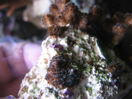 montipora polyp.JPG