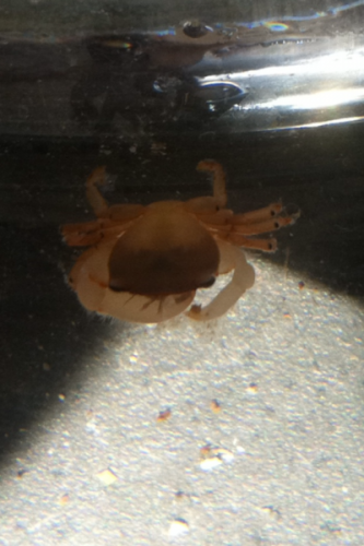 er denne fyr go eller dårlig