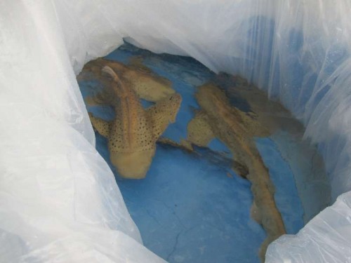 stegostoma