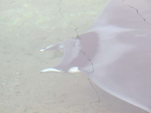 manta3.JPG