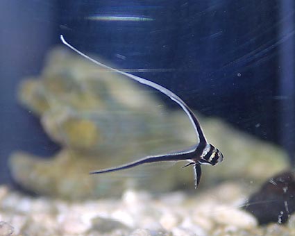 spoted-doramu-juv-4cm-1m.JPG.jpg