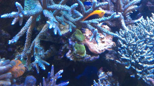 IMAG0378.jpg (60.87 KiB) Vist 2222 gange Den står inde midt i billedet. Forøvrigt med den tidligere omtalte Sunset Monti tv for. Den er dog siden flyttet.