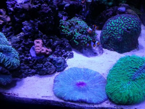 Fungia og nogle acans.