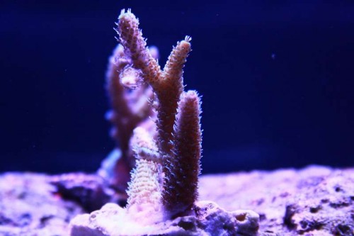 Gul millepora