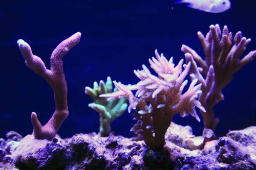 Div. SPS