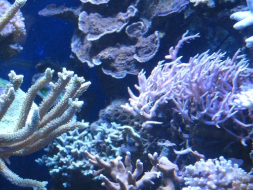 IMG_4253.jpg