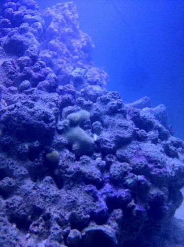 Photo 28-08-12 19.27.48.jpg (36.74 KiB) Vist 393 gange Det er den grønne klat midt i billedet