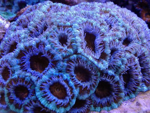 Acan lord4.jpg
