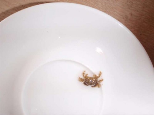 P9010214 (Large).JPG