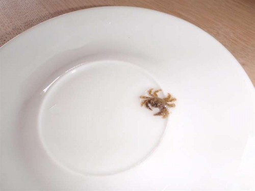 P9010213 (Large).JPG